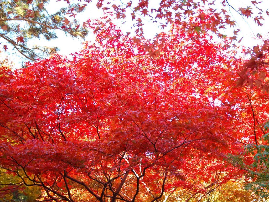 Maple Arima Hotel Kobe Bagian luar foto